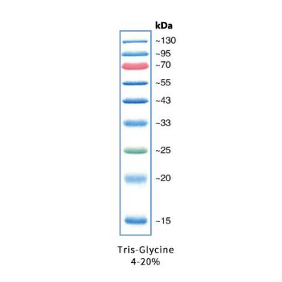 彩虹130广谱蛋白marker（15-130KD）