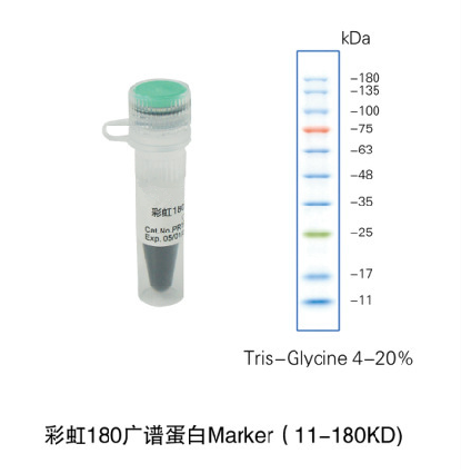 彩虹180广谱蛋白Marker（11-180KD)