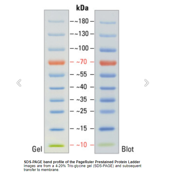 PageRuler预染蛋白Marker 26616 Thermo Fermentas