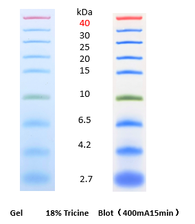 彩虹预染蛋白marker（2.7-40KD）