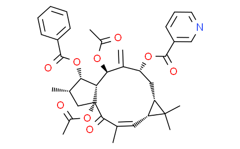 大戟因子L9