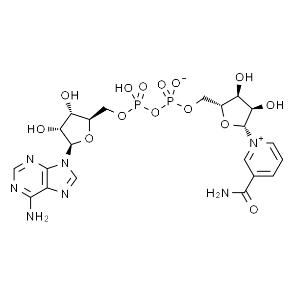 β-烟酰胺腺嘌呤二核苷酸水合物,氧化型